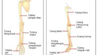 extremitas rangka gerak anggota tungkai kerangka